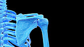 Shoulder bones, illustration