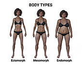 Female body types, illustration