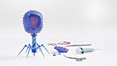 Phage therapy, conceptual illustration
