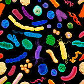 Various bacteria, illustration