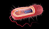 Rod-shaped Gram-negative bacterium, illustration