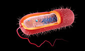 Rod-shaped Gram-negative bacterium, illustration