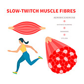 Slow twitch muscle fibres, illustration