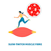 Slow twitch muscle fibres, illustration