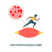 Fast twitch muscle fibres, illustration