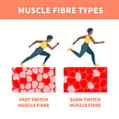 Muscle fibre types, illustration