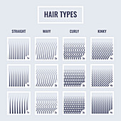 Hair types chart, illustration