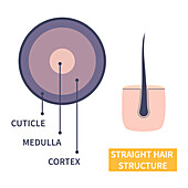 Straight hair strand structure, illustration
