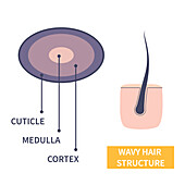 Wavy hair strand structure, illustration