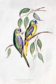 Turquoise parrot, illustration