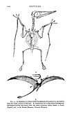 Short and long tailed pterodactyle, illustration