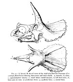 Horned dinosaur, illustration