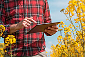 Farmer using tablet in rapeseed field