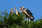 Marabou storks