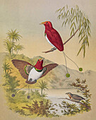 King bird-of-paradise, 19th century illustration