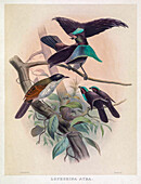 Superb bird-of-paradise, 19th century illustration
