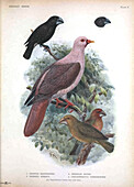 Extinct birds, illustration