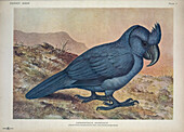 Broad-billed parrot, illustration