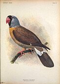 Mascarene parrot, illustration