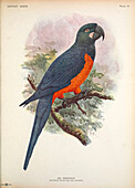 Martinique macaw, illustration