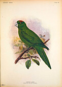 Guadeloupe parakeet, illustration