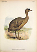 Rodrigues solitaire, illustration