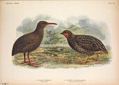 Extinct birds, illustration