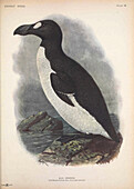 Great auk, illustration