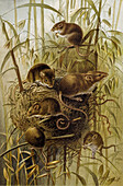 Harvest mouse, 19th century illustration