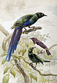 Glossy starlings, 19th century illustration