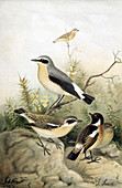 Wheatear and chats, 19th century illustration