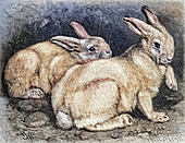 Mountain hare, 19th century illustration