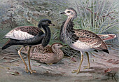 Florican and Macqueen's bustard, 19th century illustration