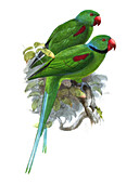 Seychelles parakeet, illustration