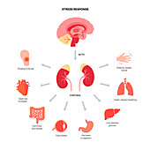 Stress response, illustration