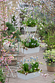 Grape hyacinths 'Mountain Lady', 'Alba' (Muscari) hanging in a tiered holder on the patio with Easter eggs and feathers