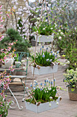 Traubenhyazinthen 'Mountain Lady', 'Alba' (Muscari) in Etagere hängend auf der Terrasse