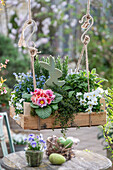 Horned violets (Viola cornuta), forget-me-nots, primroses, savoury, rosemary, sage, thyme in hanging basket with Easter bunny