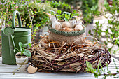 Chicken eggs in net bag with eggshells and radish plant (Raphanus), in large nest of twigs next to watering can