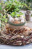 Chicken eggs in net bag with eggshells and radish plant (Raphanus), in large nest of twigs