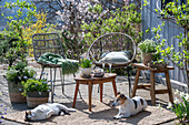 Grape hyacinth 'Mountain 'Lady', rosemary, thyme, oregano, saxifrage, daffodils in plant pots, cat and dog on the patio in front of the seating area