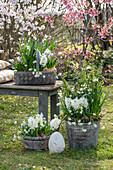 Hyazinthen (Hyacinthus), Märzenbechern, Traubenhyazinthen (Muscari) in Töpfen im Garten vor blühenden Sträuchern mit Blutpflaume 'Nigra'