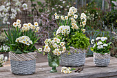 Narzisse 'Bridal Crown', Mutterkraut 'Aureum', Gänseblümchen (Bellis) und Primeln (Primula) in Töpfen auf Terrassentisch