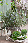 Horned violets (Viola cornuta), rosemary and oregano in pots and wicker basket with rooster figurine on the patio