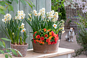 Narzissen (Narcissus) 'Bridal Crown' und 'Geranium', Primel (Primula) 'Sweet Apricot' in Töpfen und Hund auf der Terrasse