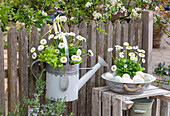 Gänseblümchen und Salat in alte Gießkanne eingepflanzt, am Gartenzaun hängend, Ostereier mit Bellis in Vintage-Schüssel
