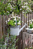 Daisies and lettuce planted in old watering can, hanging on garden fence, Easter eggs with flowers in vintage bowl