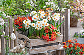 Primrose 'Nectarine', daffodil 'Geranium', gold lacquer 'Winter Flame' in wooden box with Easter bunny in front of garden fence