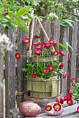 Rote Gänseblümchen im Topf in Drahtkorb am Zaun hängend, davor Ostereier dekoriert mit Blüten