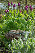 Picnic basket with eggs in the herb bed in front of tulips (Tulipa)